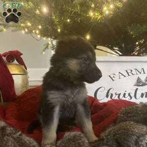 White, German Shepherd Puppy